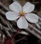 dwarf sundew